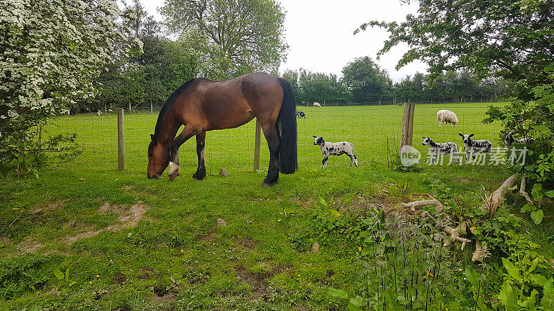 What is that ? Pretty little lambs stand looking in awe at the large bay horse in the next field, curious as to what the creature in the next field is.